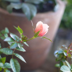 モカフェローズ