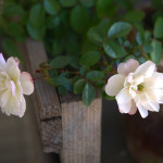 グリーンアイス