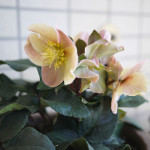 クリスマスローズ・シナモンスノー